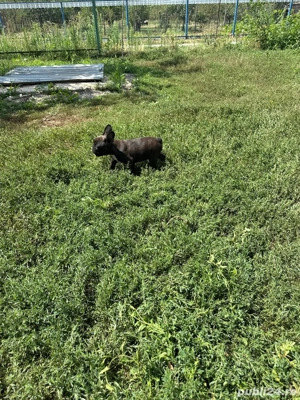 Buldogi francezi - imagine 4