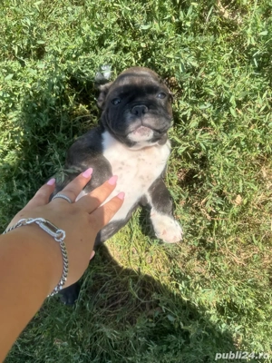 Buldogi francezi - imagine 5