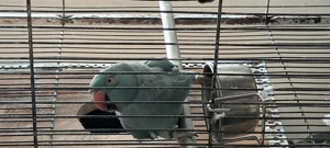 Papagal  Micul Alexandru - imagine 4 Papagal  Micul Alexandru - imagine 4