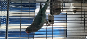 Papagal  Micul Alexandru - imagine 2 Papagal  Micul Alexandru - imagine 2