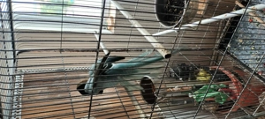 Papagal  Micul Alexandru - imagine 3 Papagal  Micul Alexandru - imagine 3