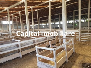 Ferma langa Oravita 5600 mp construiti si teren 24281 intravilan - imagine 7