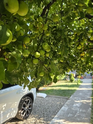 Zona mirifica !  apropiere lacul si pădurea Snagov respectiv la aprox. 60 de m si 100 m!  - imagine 6 Zona mirifica !  apropiere lacul si pădurea Snagov respectiv la aprox. 60 de m si 100 m!  - imagine 6