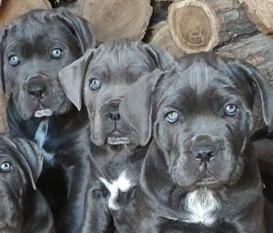 Căței Cane Corso cu Pedigree tip A