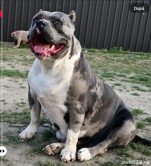 femela American bully xl  - imagine 2