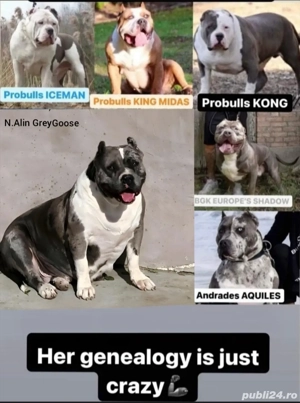 femela American bully xl  - imagine 3