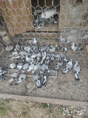 Jucător de Galați  - imagine 2