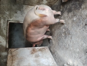 Scroafă de vânzare în Vrancea comuna obrejita 