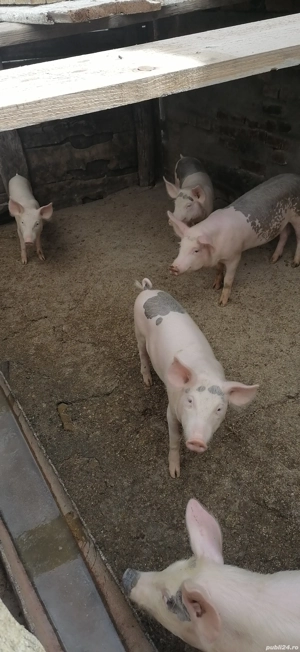 Grăsuni 5 luni - imagine 2 Grăsuni 5 luni - imagine 2