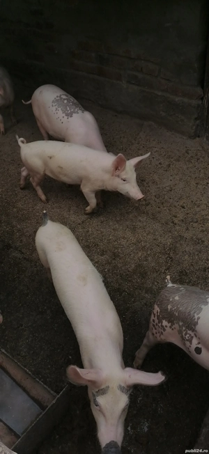 Grăsuni 5 luni - imagine 3 Grăsuni 5 luni - imagine 3