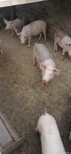 Grăsuni 5 luni - imagine 4 Grăsuni 5 luni - imagine 4