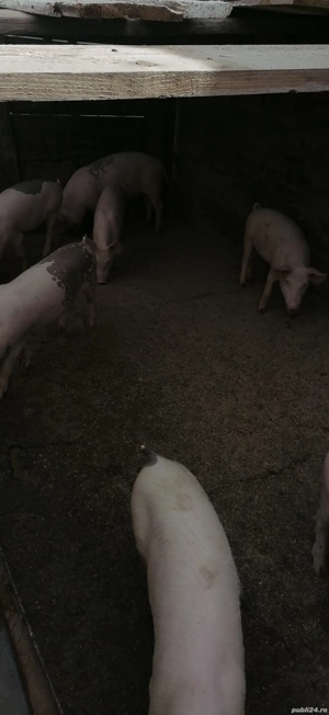 Grăsuni 5 luni - imagine 5 Grăsuni 5 luni - imagine 5