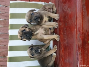 Vand pui cane corso - imagine 2