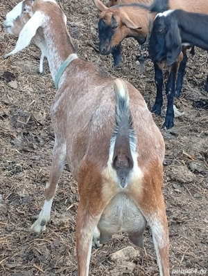 Vand capre de rasa anglo-nubian si metis - imagine 3