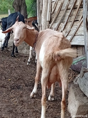 Vand capre de rasa anglo-nubian si metis - imagine 2