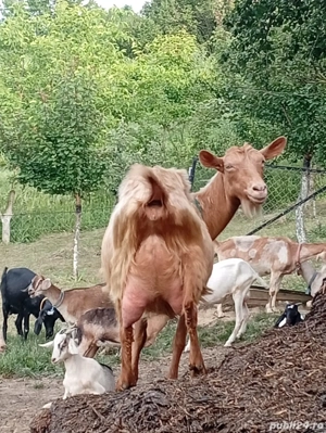 Vand capre de rasa anglo-nubian si metis