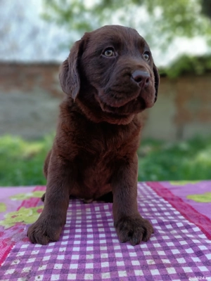 Labrador ciocolatiu cu certificat pedigree  - imagine 4