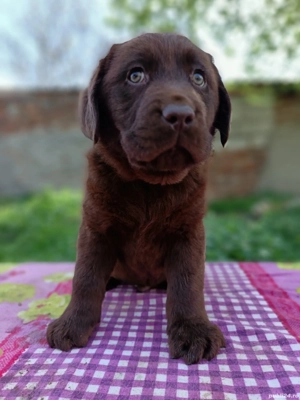 Labrador ciocolatiu cu certificat pedigree