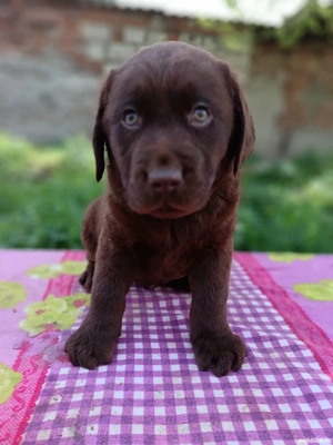 Labrador ciocolatiu cu certificat pedigree  - imagine 5