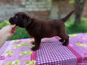 Labrador ciocolatiu cu certificat pedigree  - imagine 3