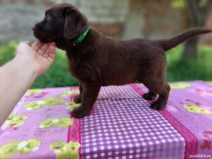 Labrador ciocolatiu cu certificat pedigree  - imagine 2