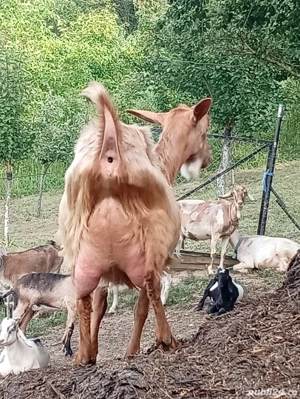 Vand capre de rasa anglo-nubian si metis - imagine 4