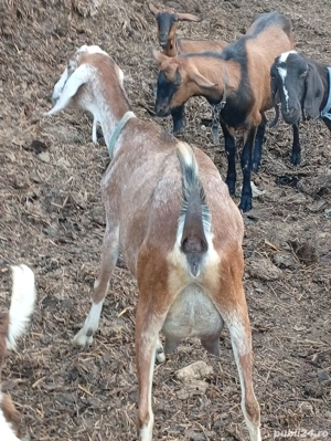 Vand capre de rasa anglo-nubian si metis - imagine 5