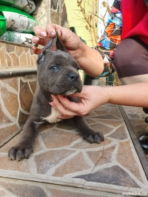 cane corso
