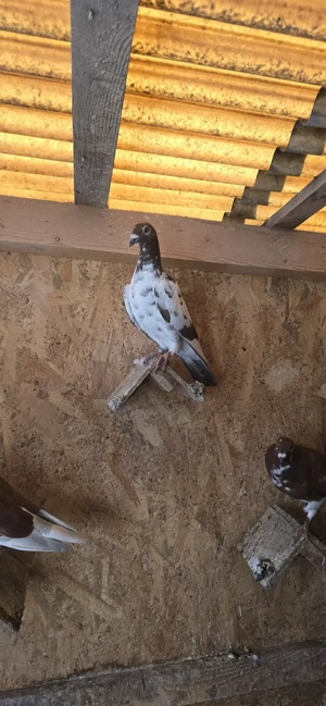 Porumbei voiajori - imagine 2 Porumbei voiajori - imagine 2