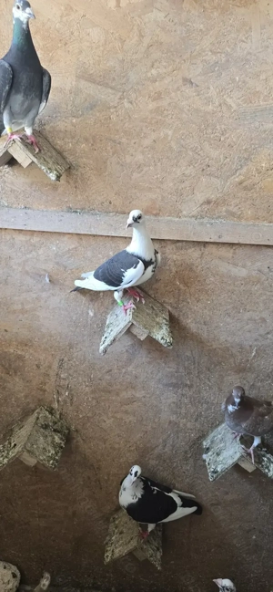 Porumbei voiajori - imagine 3 Porumbei voiajori - imagine 3