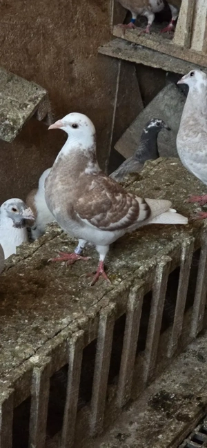 Porumbei voiajori - imagine 4 Porumbei voiajori - imagine 4