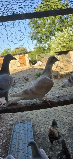 Porumbei voiajori - imagine 5 Porumbei voiajori - imagine 5