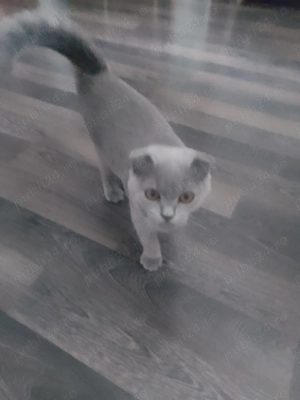 Vand scottish fold  - imagine 2 Vand scottish fold  - imagine 2