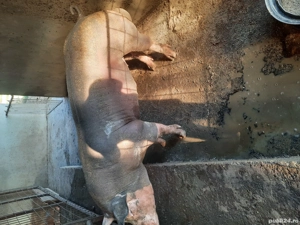 porc pietran  - imagine 4 porc pietran  - imagine 4