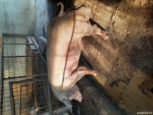 porc pietran  - imagine 3 porc pietran  - imagine 3