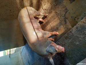 porc pietran  - imagine 2 porc pietran  - imagine 2