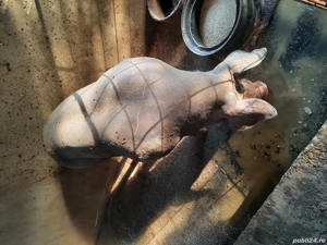 porc pietran  - imagine 5 porc pietran  - imagine 5