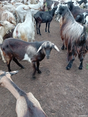 tap sanen de vanzare . - imagine 2