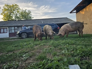 Vând Porci Duroc
