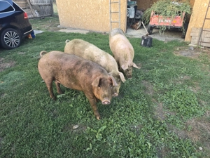 Vând Porci Duroc - imagine 2