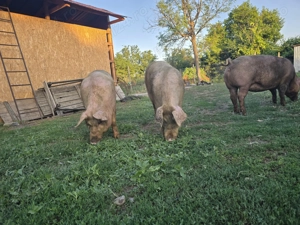 Vând Porci Duroc - imagine 4