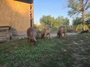 Vând Porci Duroc - imagine 3