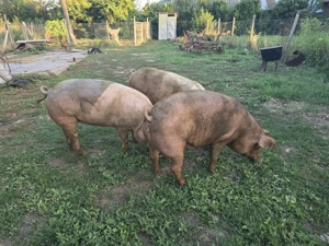 Vând Porci Duroc - imagine 5