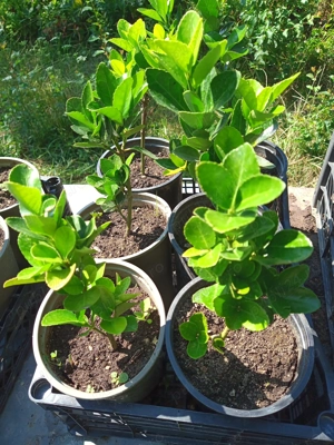 Vând puieți de Laur englezesc in ghivece