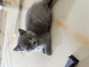 British shorthair