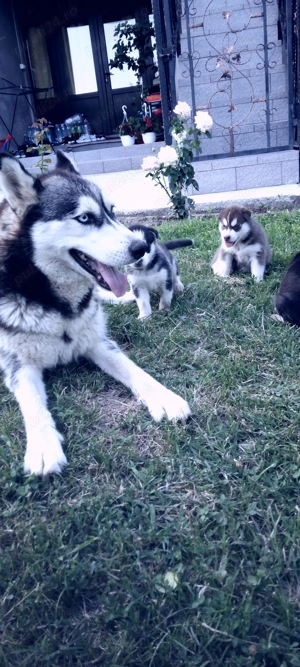 Huschy siberian  4 ani femelă - imagine 2