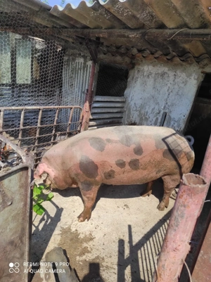 Vand purcea rasa carne - imagine 2 Vand purcea rasa carne - imagine 2