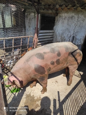 Vand purcea rasa carne