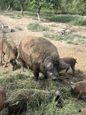 Vand porc  mangalita rasa roscata (de carne)- castrat  - imagine 4