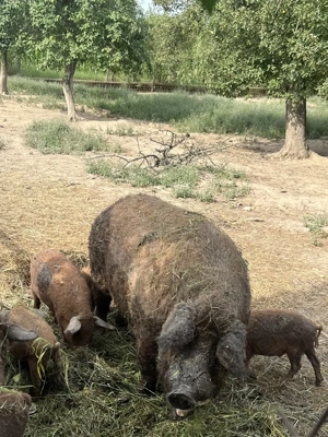 Vand porc  mangalita rasa roscata (de carne)- castrat  - imagine 3